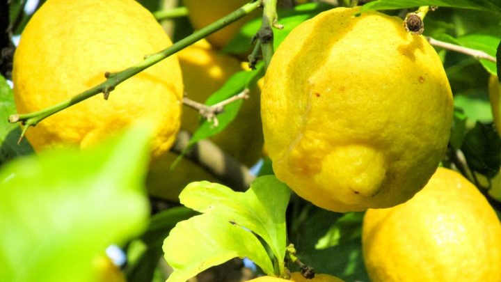 La protesta degli agricoltori sorrentini giunge a Bruxelles