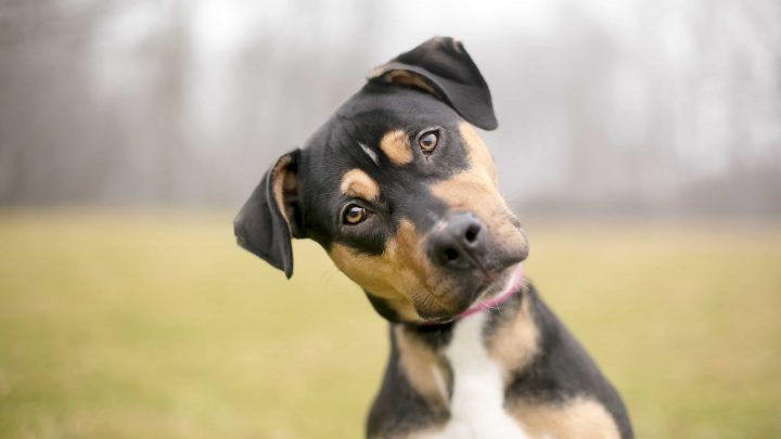 Regione chiarimenti sulle disposizioni inerenti gli animali da compagnia
