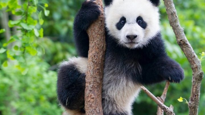Il WWF scende in campo per la legge 988 e lo stop ai pesticidi