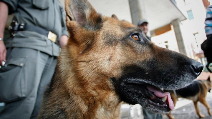 Cani per individuare le persone colpite dal Covid