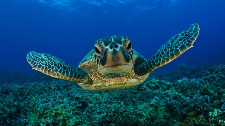 Oggi 16 giugno Giornata mondiale delle tartarughe marine