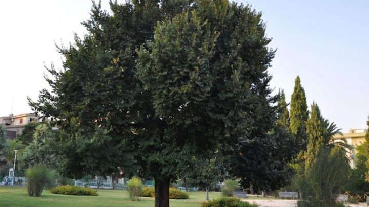 Quando si ammalano le piante