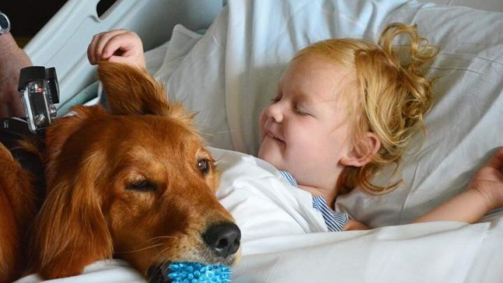 Giornata mondiale del cane, l’importanza della Pet Therapy