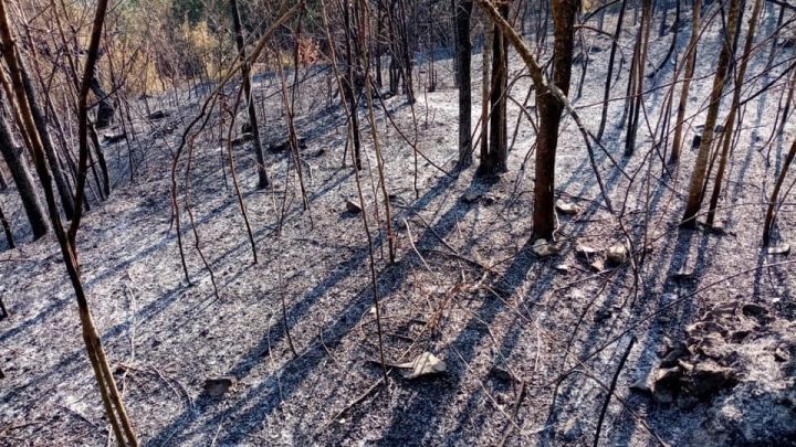 Allarme incendi boschivi, tutti sono chiamati almeno a segnalare