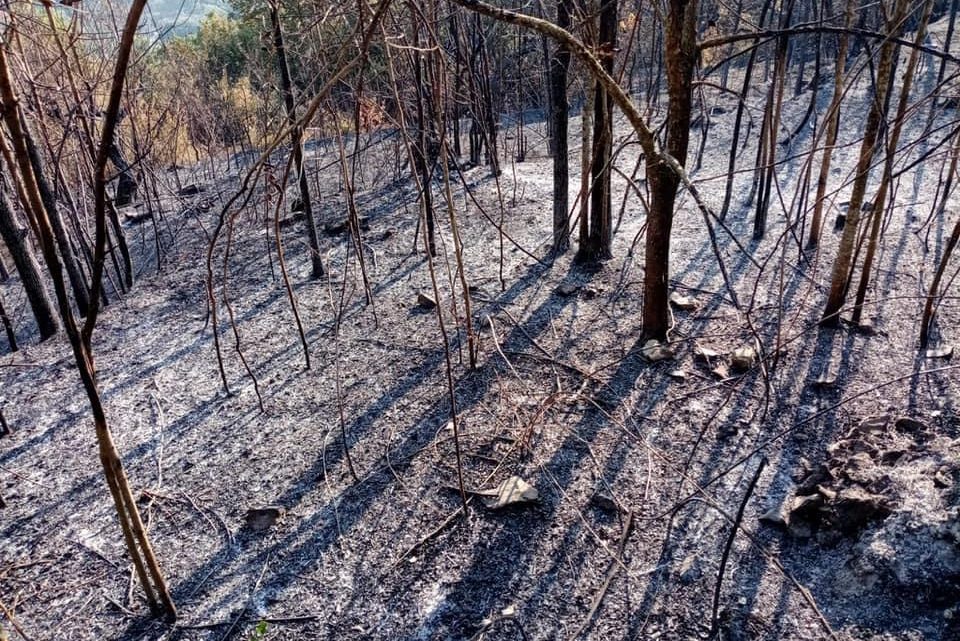 Allarme incendi boschivi, tutti sono chiamati almeno a segnalare