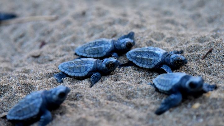 Tartarughe caretta caretta, scoperti 6 nidi nelle spiaggie di Castelvolturno