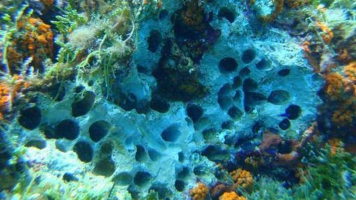 Datterari a processo,  Punta Campanella chiederà i danni