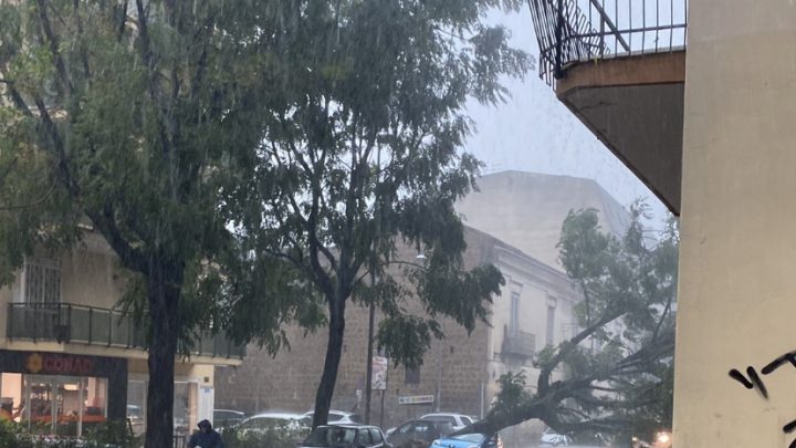 Provincia di Caserta, piogge torrenziali, alberi abbattuti e traffico in tilt