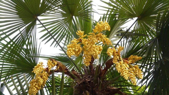 Ipertrofia, sorgono dubbi sugli effetti collaterali di Serenoa repens