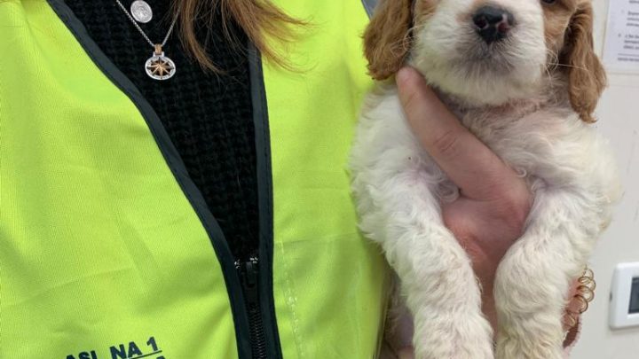 Sequestrati 10 cuccioli di cane in età prematura presso una rivendita di animali nel centro di Napoli