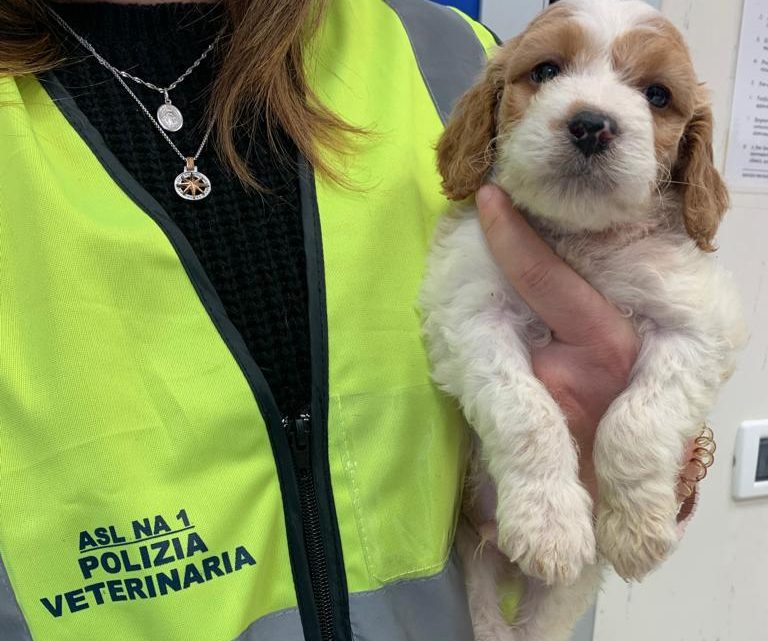 Sequestrati 10 cuccioli di cane in età prematura presso una rivendita di animali nel centro di Napoli
