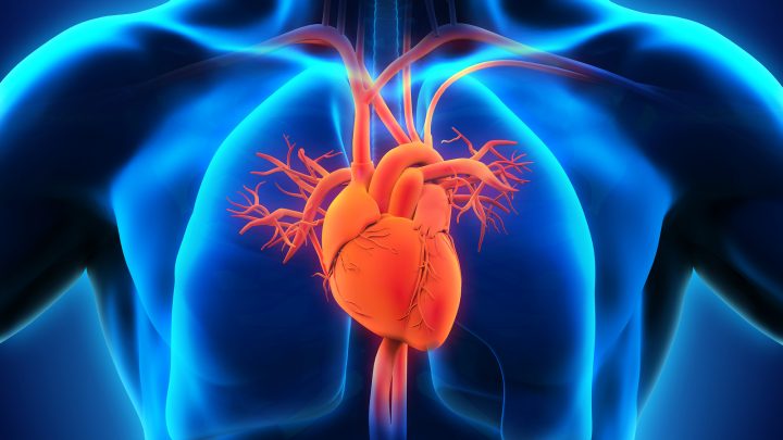 Cardiomiopatia aritmogenica, più vicini a una cura farmacologica per la morte improvvisa