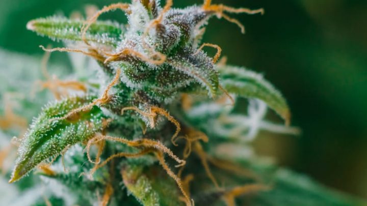 Cannabis e giovanissimi