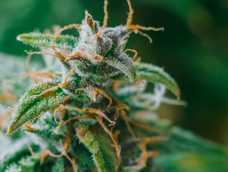 Allarme tossicologi, occhio a sottovalutare i rischi della Cannabis