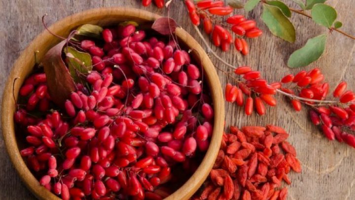 La Berberina contro l’obesità e i disturbi del metabolismo