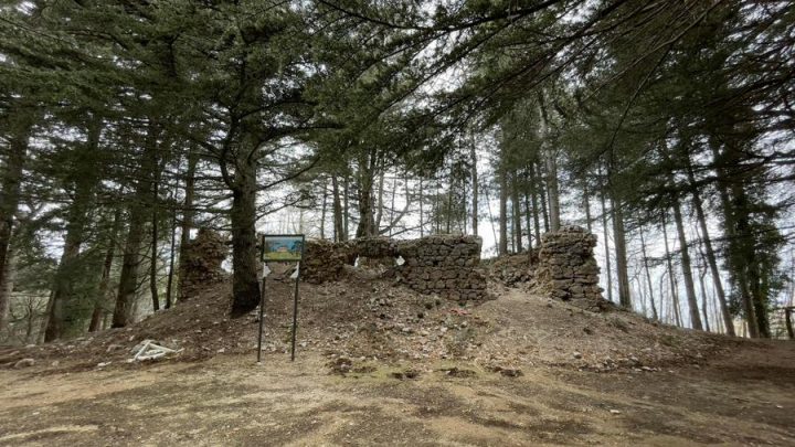 WWF Terre del Tirreno, piantati 70 abeti sul Monte Faito