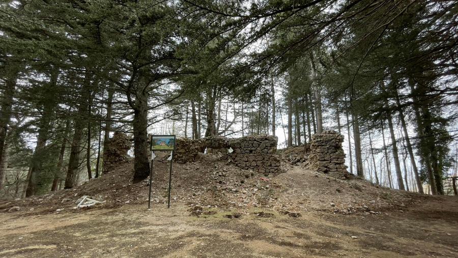 WWF Terre del Tirreno, piantati 70 abeti sul Monte Faito