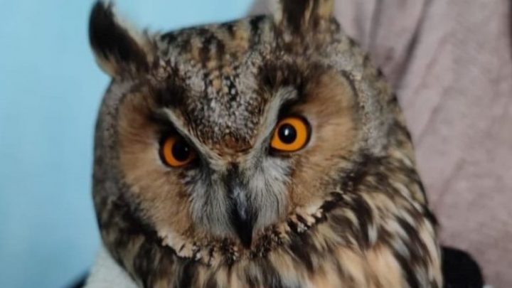 WWF Terre del Tirreno: il controllo all’attività venatoria va potenziato