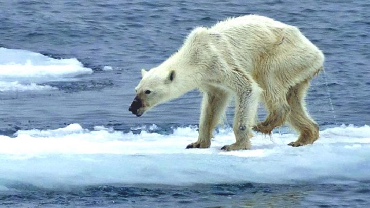 Giornata mondiale dell’Orso Polare, rischio estinzione entro il 2100