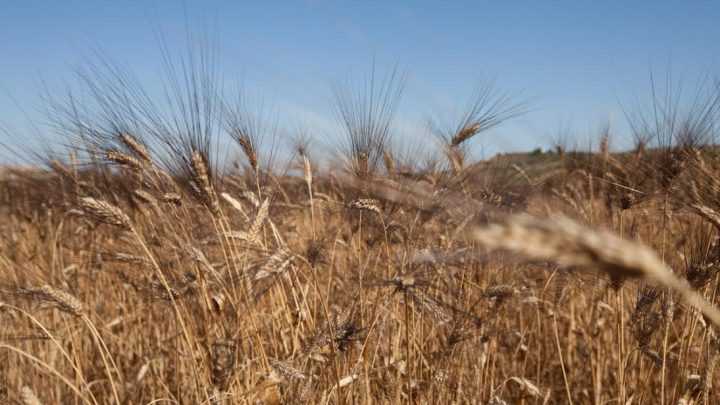 Cicatrici difficili, l’estratto del grano le rende quasi “invisibili”