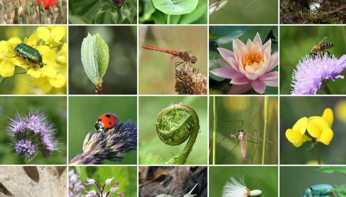 Giornata mondiale della Biodiversità 2024