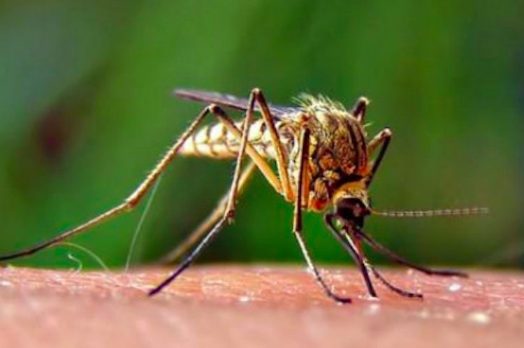 West Nile, caso grave a Sessa Aurunca: paziente ricoverato in rianimazione