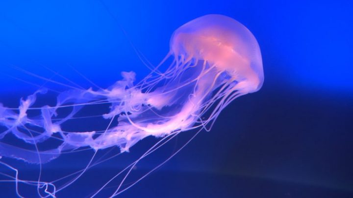 Medusa, una bellezza ingannevole