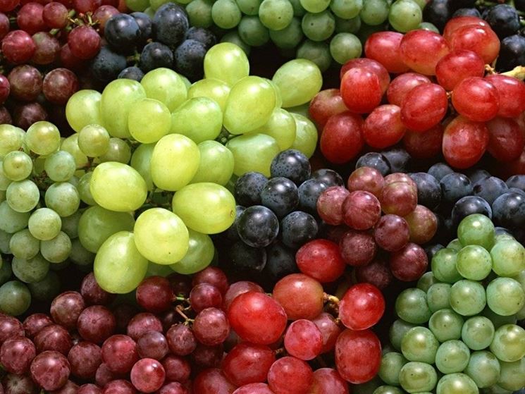 Governo, sos parassita uva e patate