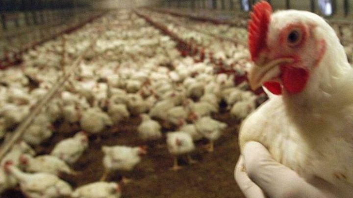 Aviaria, aumenta la circolazione del virus ma in Italia nessun focolaio