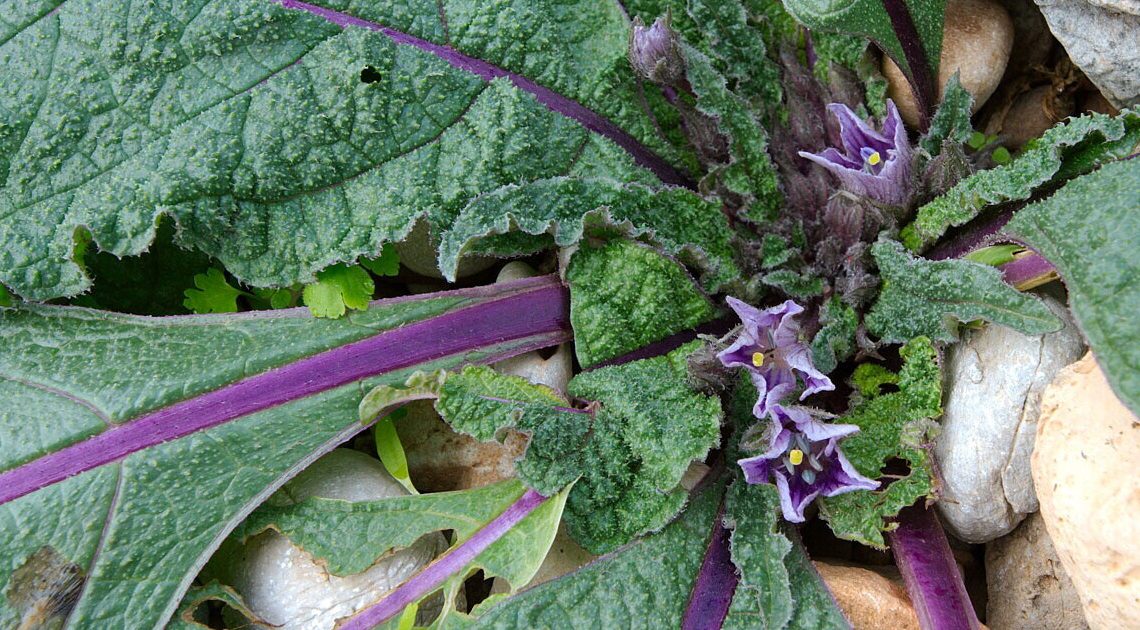Diventano 10 le vittime di intossicazione da Mandragora