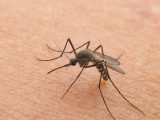 Febbre del Nilo, ISS: siamo in linea con i casi dello scorso anno