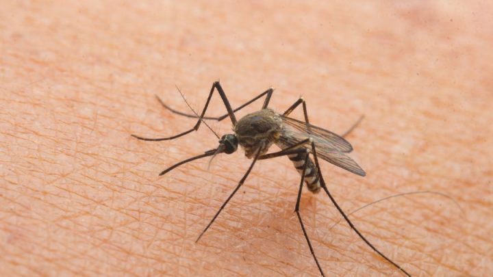 Castel Volturno, cresce l’allarme West Nile