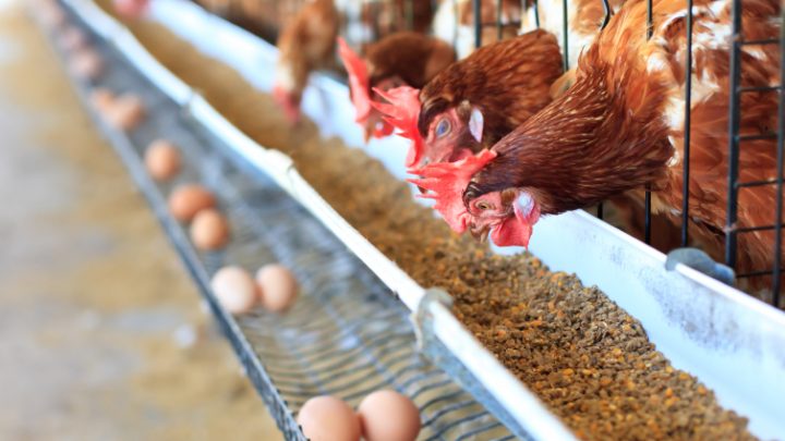 Ministero, allarme uova contaminate da salmonella