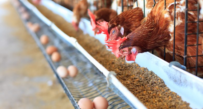Ministero, allarme uova contaminate da salmonella