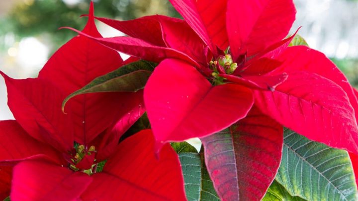 Ail, una stella di Natale per combattere la leucemia