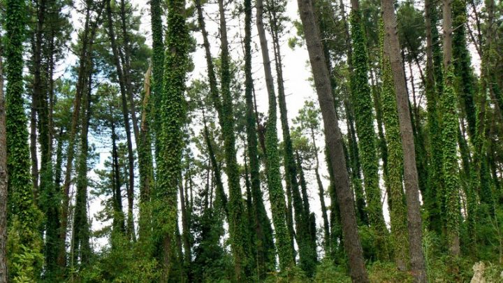 WWF, per la Pineta di Sorrento è tempo di rimboschire