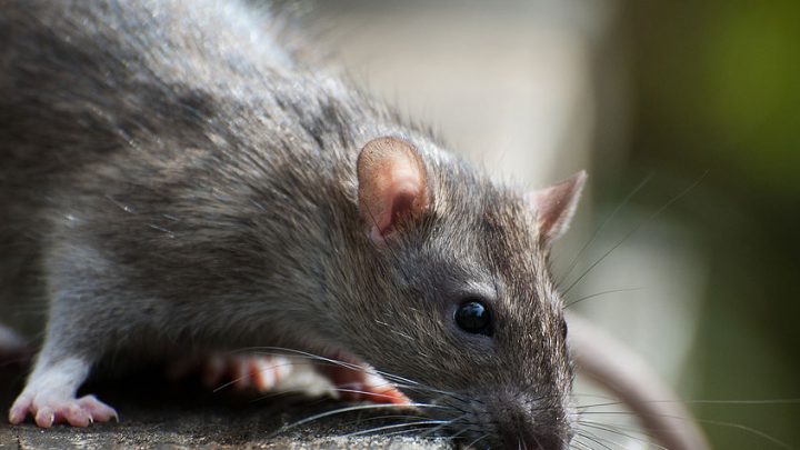 New York, milioni di topi positivi: rischio nuove varianti