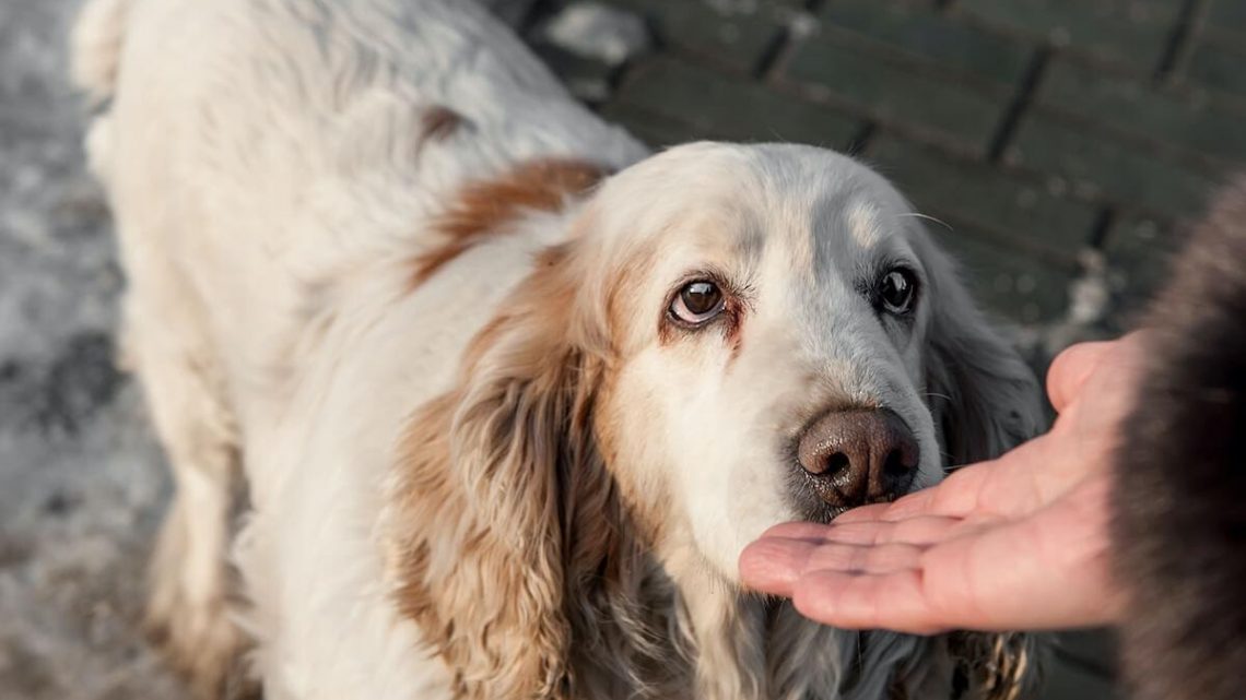 Ministero della Salute, al via la Campagna “Inseparabili in vacanza” contro l’abbandono degli animali