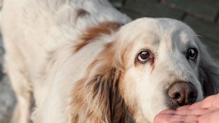 Ministero della Salute, al via la Campagna “Inseparabili in vacanza” contro l’abbandono degli animali