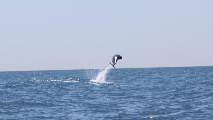 Tra Punta Campanelle e Capri le acrobazie dei delfini incantano le persone