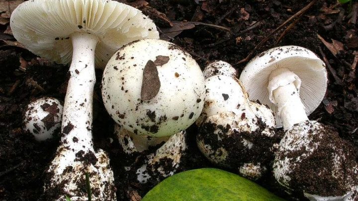 Verdoliva, nel dubbio mai consumare funghi senza sentire gli esperti