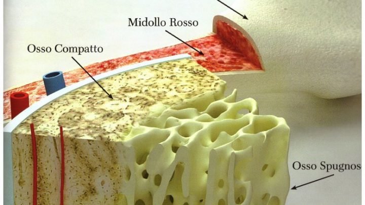 Trapianto midollo osseo, è Massimo Martino il presidente