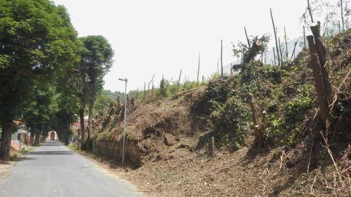 Viale degli Ippocastani del Quisisana: si procede ad oltranza in barba a vincoli e leggi di tutela