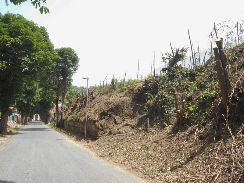 Viale degli Ippocastani del Quisisana: si procede ad oltranza in barba a vincoli e leggi di tutela