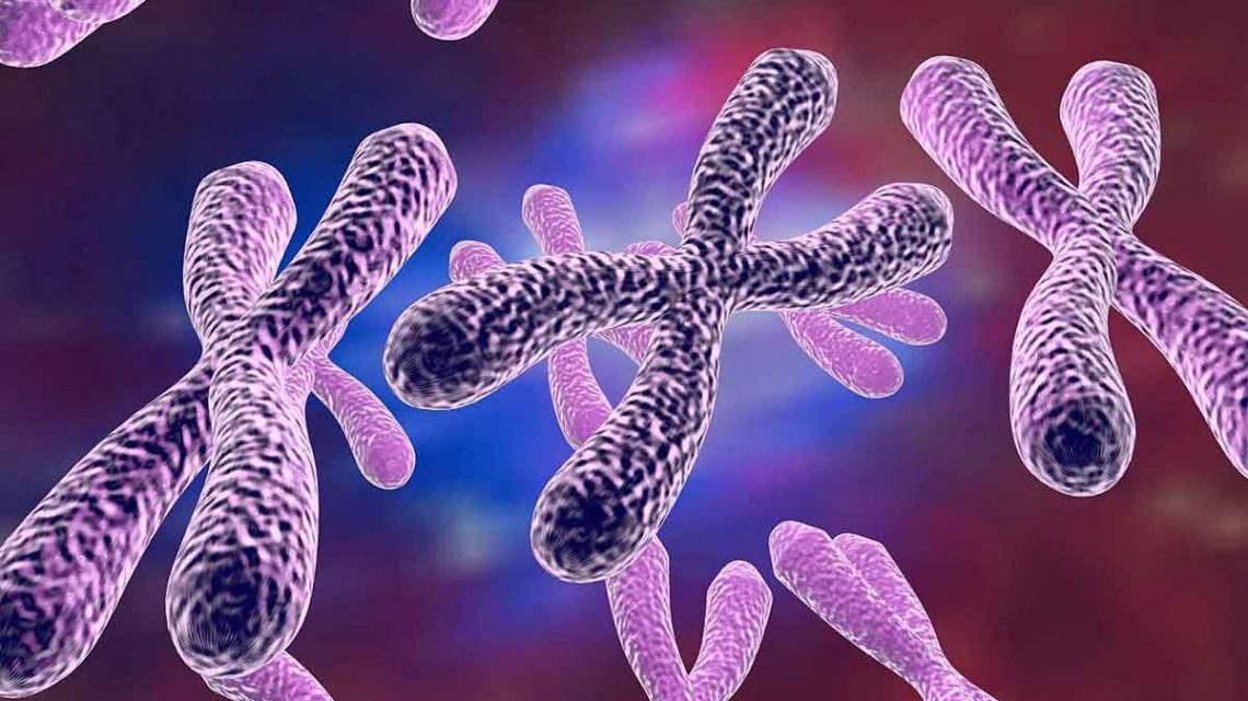 Numero anomalo di cromosomi, la nuova arma per sconfiggere il cancro