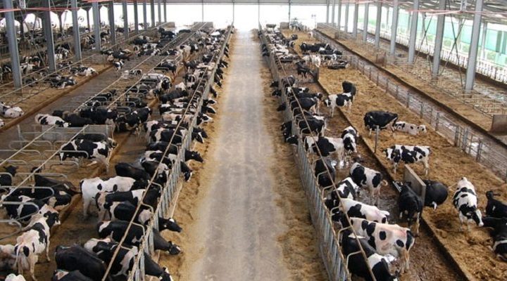 Nuove Linee guida per l’uso corretto degli antibiotici negli allevamenti bovini