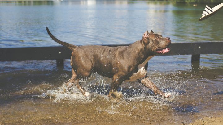 Aggressione mortale pitbull, la parola all’esperto