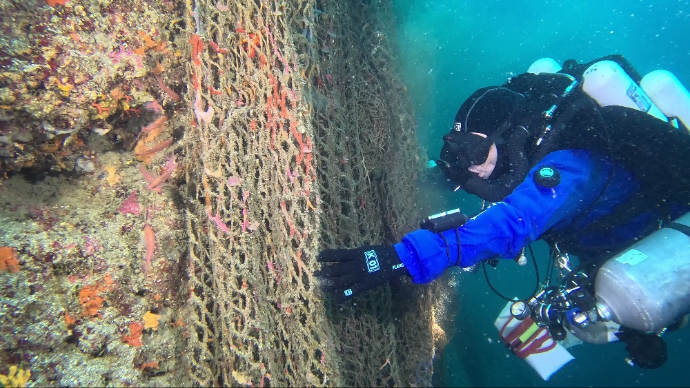 Giornata mondiale degli oceani, Marevivo a difesa dei fondali di Procida