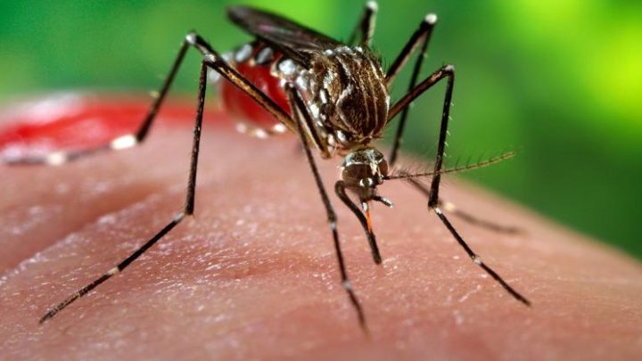 Caldo torrido e insetti che pungono tutto l’anno: le vecchie difese non bastano più