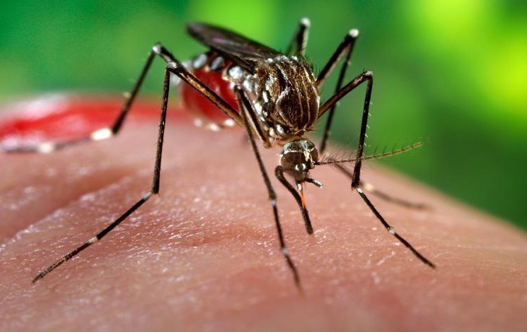 Preoccupa anche in Italia il Virus Oroupouche: che cos’è, che sintomi dà e come proteggersi